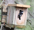 Ficedula hypoleuca