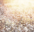 Photo: Daisy meadow Daisy meadow