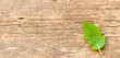 Foto: Blatt auf Holz Blatt auf Holz