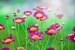 Foto: Chrysanthemen Chrysanthemen