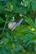 snail on foliage