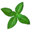 Fresh mint leaves isolated on white background. Studio macro..