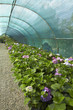 greenhouse