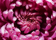 Violet aster background