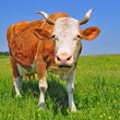 Cow on a summer pasture