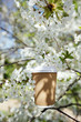coffee in paper cup in Spring with blossom cherry flower sakura