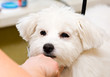 Grooming Maltese dog