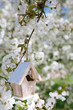 Little Birdhouse in Spring with blossom cherry flower sakura