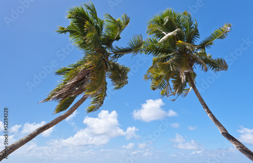 Photo: cocotiers jumeaux cocotiers jumeaux