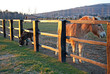 Photo: horses behind a fence in the light of the sunset horses behind a fence in the light of the sunset