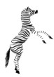 black and white zebra