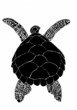 sea turtle