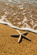 Photo: Starfish Starfish