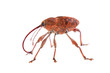 Foto: Acorn weevil (Curculio glandium) isolated on white Acorn weevil (Curculio glandium) isolated on white