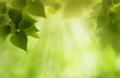 Green world, abstract environmental backgrounds for your design