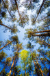 Photo: Awesome beech forest seen from below Awesome beech forest seen from below