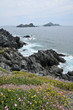 fleurs aux îles sanguinaires - Ajaccio