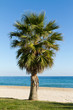 Photo: Palm tree Palm tree