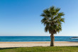 Photo: Palm tree Palm tree