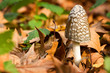 Photo: Coprinus comatus Coprinus comatus