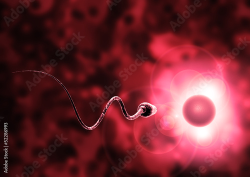 Illustration: sperm and egg cell - Natural insemination - sperm and egg cell - Natural insemination -