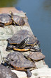 Turtles taking a sunbath on wooden platform