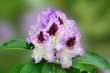 Purple-lavender rhododendron flower