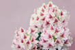 Pinkish-white rhododendron flowers