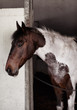 Skewbald horse  inside a stable