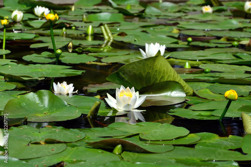 Photo: White and yellow water lilies White and yellow water lilies
