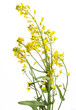 Photo: rapeseed flowers isolated on white rapeseed flowers isolated on white