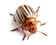 Foto: Colorado potato beetle isolated on white Colorado potato beetle isolated on white