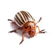 Foto: Colorado potato beetle isolated on white Colorado potato beetle isolated on white
