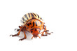 Foto: Colorado potato beetle isolated on white Colorado potato beetle isolated on white