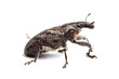 Foto: Weevil isolated on white Weevil isolated on white