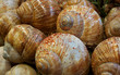 Decorative Snails