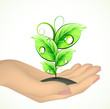 Hand and a plant. Vector