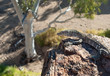 Photo: Wild Australian Lizard standing on a rock Wild Australian Lizard standing on a rock