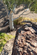 Photo: Wild Australian Lizard standing on a rock Wild Australian Lizard standing on a rock