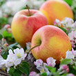 Apfel