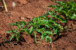 Tomato plant
