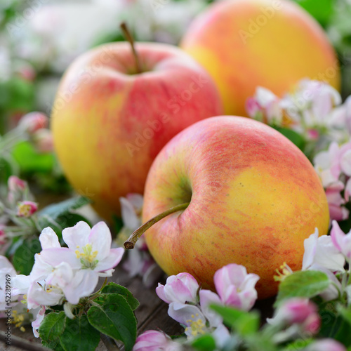 Photo: Apfel Apfel