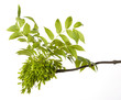 green spring branch