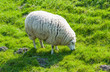 Photo: Grazing white sheep in winter coat Grazing white sheep in winter coat