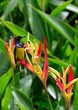 Sunbird on heliconia flowers