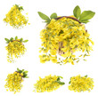 beautiful bouquet yellow acacia, flowers