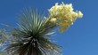 Blooming Yucca. Ethel M Botanical Cactus Gardens