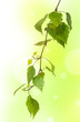 Photo: fresh birch branch fresh birch branch