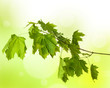Photo: spring green maple branch spring green maple branch