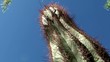 Giant Saguaro cactus. Ethel M Botanical Cactus Gardens